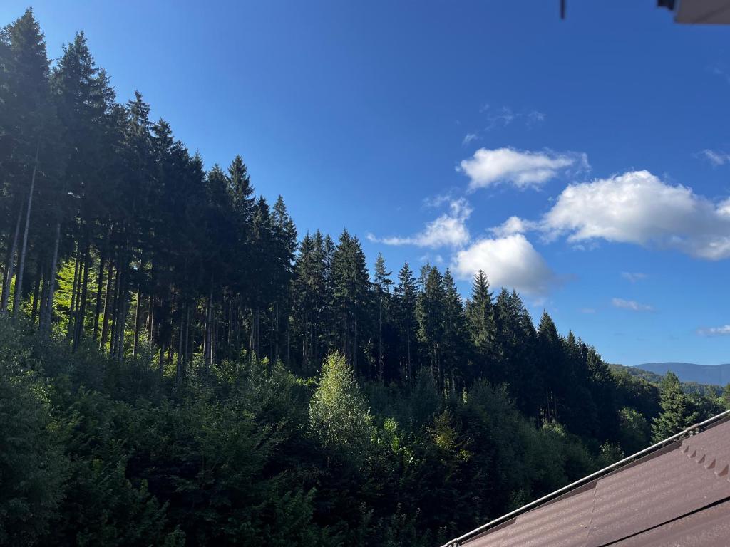 Letní les a modrá obloha nad apartmánem